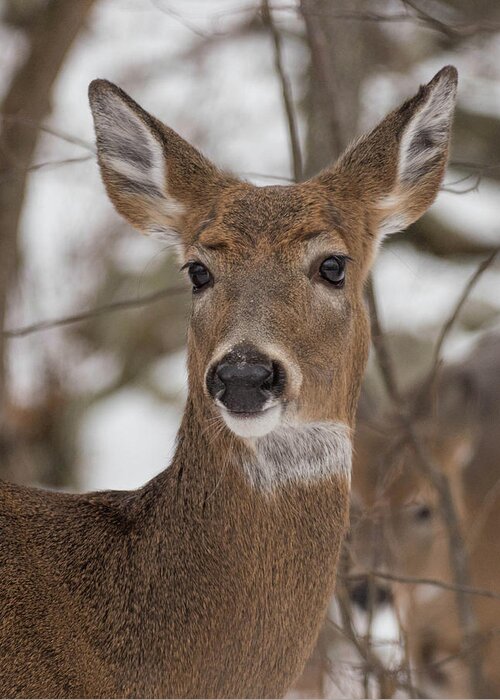Deer Greeting Card featuring the photograph Doe a Deer by Jody Partin