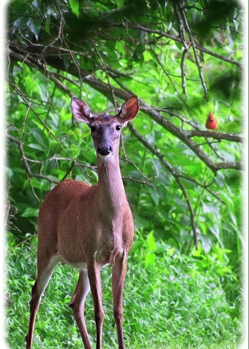 Wildlife Greeting Card featuring the photograph Doe and Cardinal by John Benedict