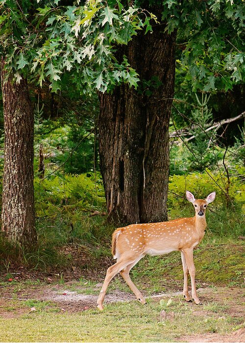 Whitetail Deer Greeting Card featuring the photograph Fawn in the Woods Portrait by Gwen Gibson