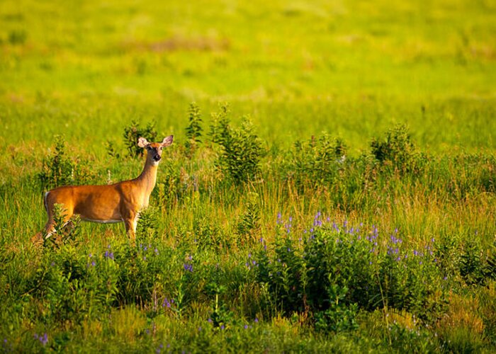 Doe Greeting Card featuring the photograph Whitetail Doe in Prairie Clover by Jeff Phillippi