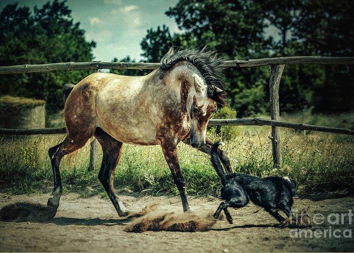 Horse Greeting Card featuring the photograph Dog and horse playing together by Dimitar Hristov