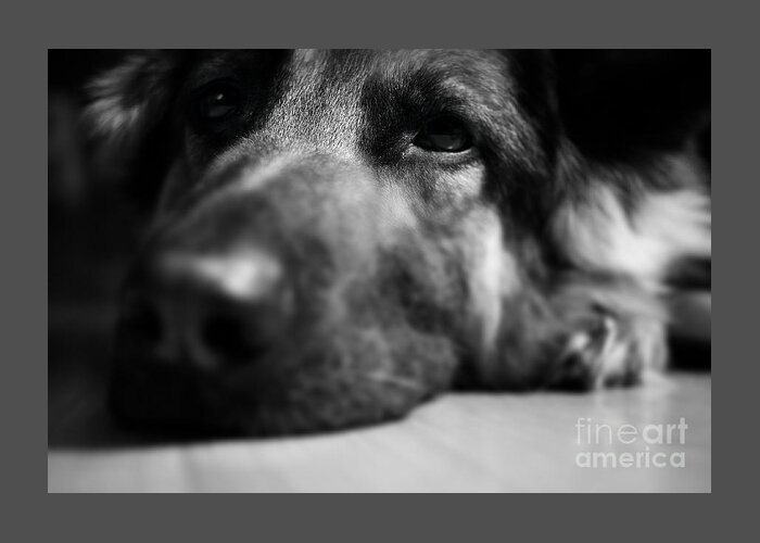 Tired Greeting Card featuring the photograph Dog Eyes Always Watching by Frank J Casella