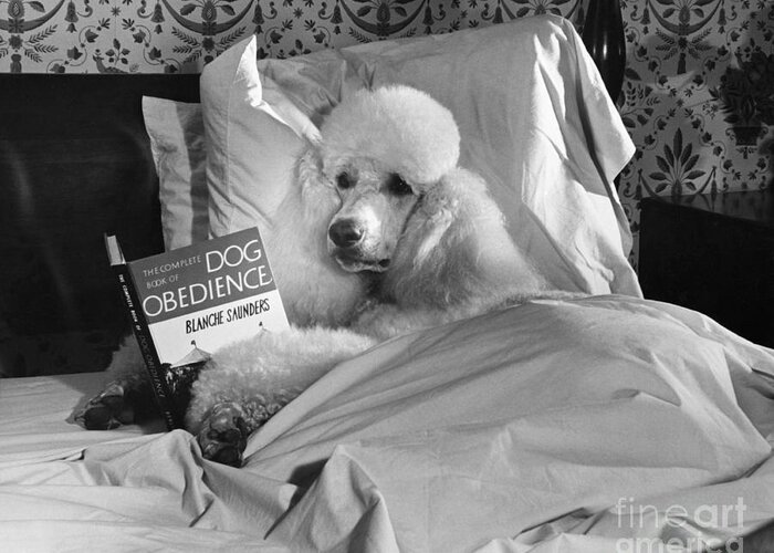 Animal Greeting Card featuring the photograph Dog Reading in Bed by M E Browning and Photo Researchers