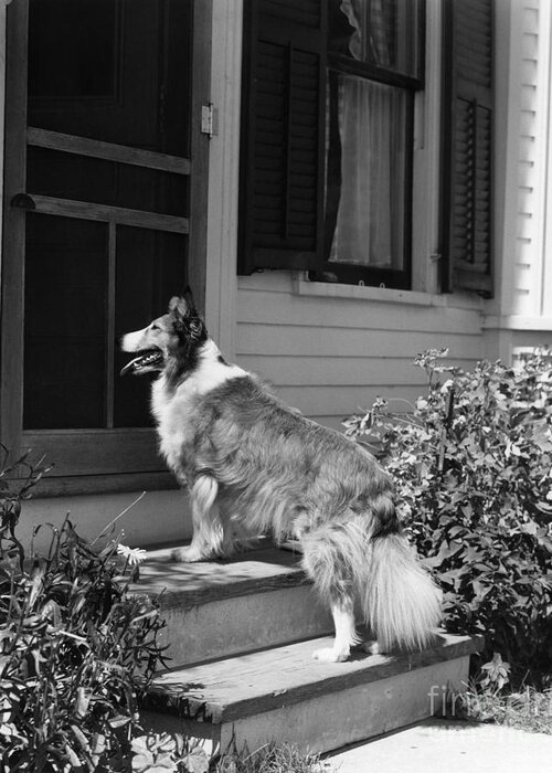 1930s Greeting Card featuring the photograph Dog Waiting To Be Let In To House by H. Armstrong Roberts/ClassicStock