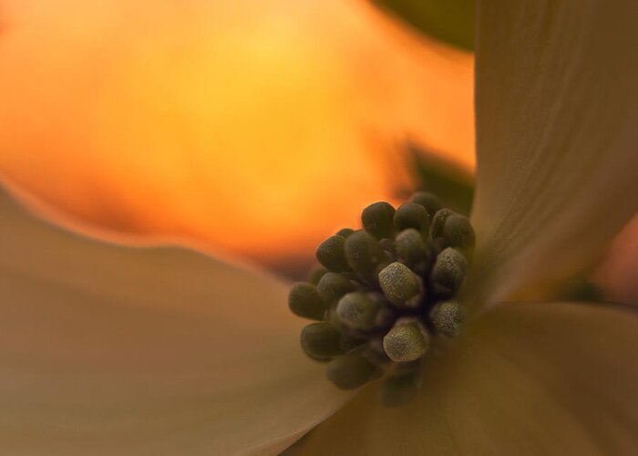 Floralfriday Greeting Card featuring the photograph Dogwood Bloom by Craig Szymanski