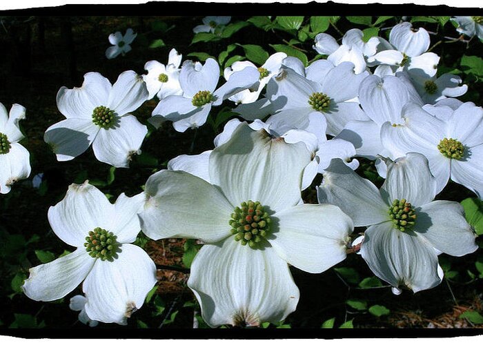 Dogwood Greeting Card featuring the photograph Dogwood Blooms by Cathy Harper