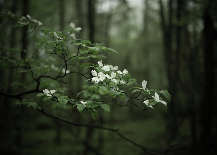 Dogwood Greeting Card featuring the photograph Dogwood Branch by Shane Holsclaw