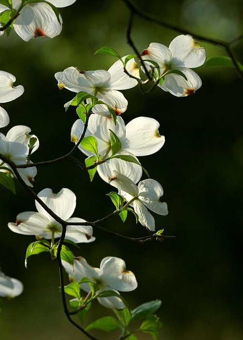 Dogwood Flowers Greeting Card featuring the photograph Dogwood Retrospective by Michael Dougherty