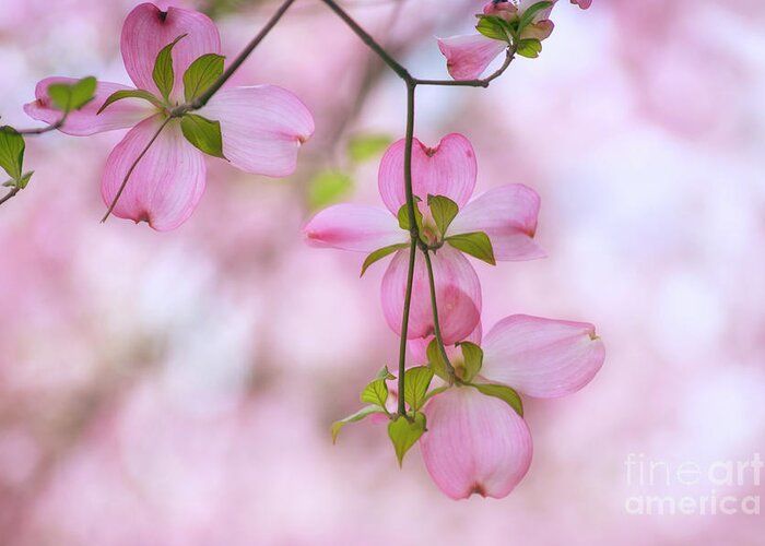 Dogwood Greeting Card featuring the photograph Dogwood sunset by Rima Biswas