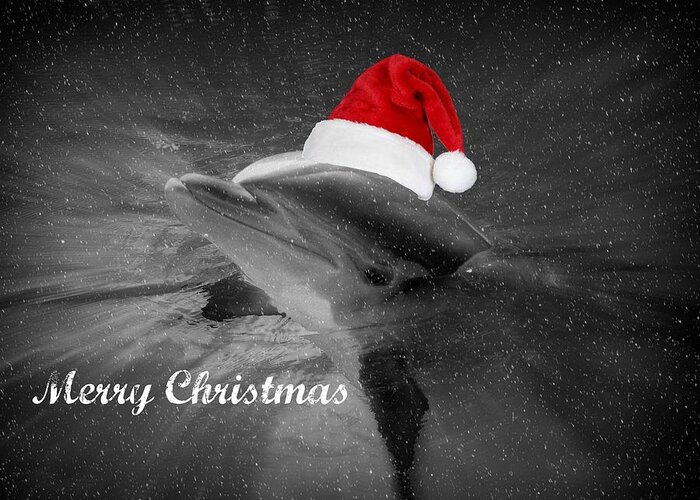 Dolphin Greeting Card featuring the photograph Dolphin Christmas by Amanda Eberly