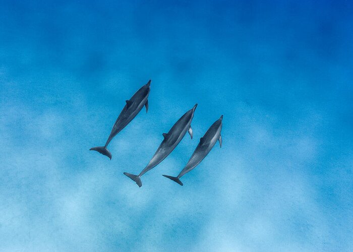 Sea Greeting Card featuring the photograph Dolphin Trio by Sean Davey