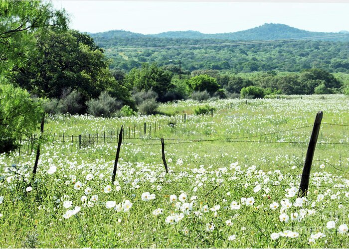 Texas Hill Country Flowers Greeting Card featuring the photograph Done In White by Joe Pratt