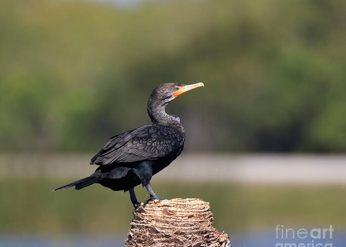 Double-crested Cormorant Greeting Card featuring the photograph Double crested Cormorant by Louise Heusinkveld