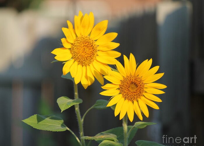 Sunflower Greeting Card featuring the photograph Double Sunflowers 2 by Sheri Simmons