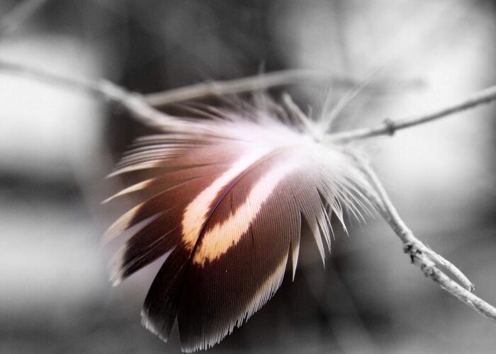 Feather Greeting Card featuring the photograph Dove Tail by Russell Styles