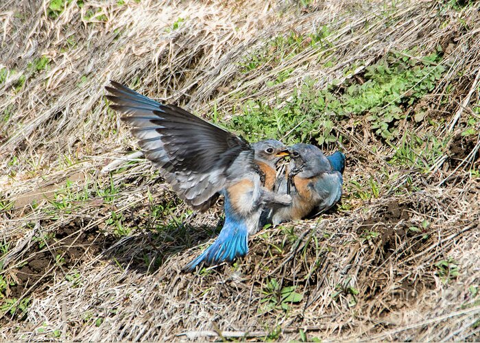 Western Bluebirds Greeting Card featuring the photograph Down for the Count by Michael Dawson