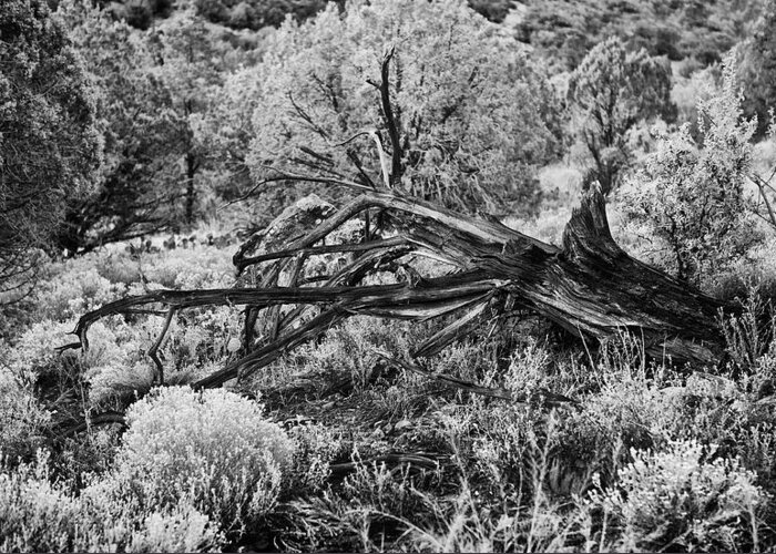 Landscape Greeting Card featuring the photograph Downed Cypress Sedona Arizona Number five by Bob Coates