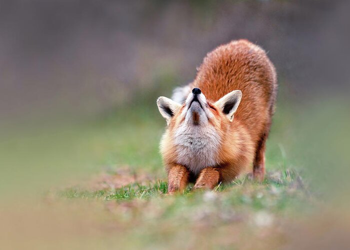 Red Fox Greeting Card featuring the photograph Downward Fox by Roeselien Raimond