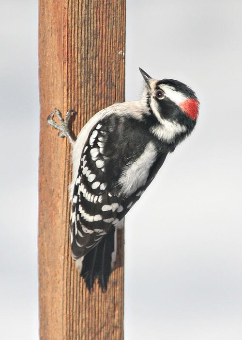 Bird Greeting Card featuring the photograph Downy Woodpecker on the Deck Post by Laurie With