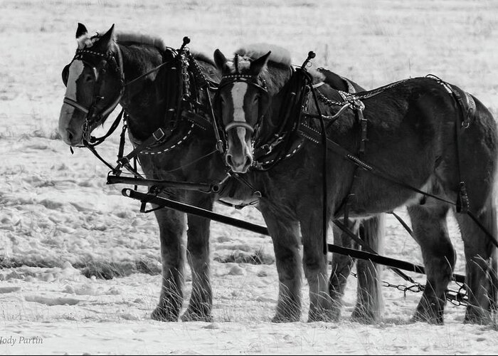 Horse Greeting Card featuring the photograph Draft Team by Jody Partin