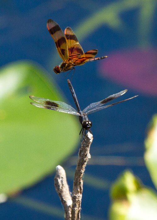 Dragon Fly Greeting Card featuring the photograph Dragon Fly 195 by Michael Fryd
