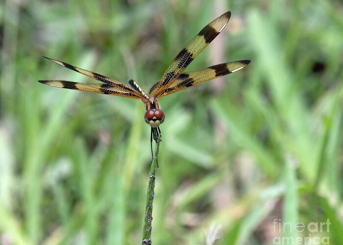 Nature Greeting Card featuring the photograph Dragon fly by Liz Grindstaff