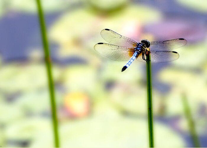 Dragon Fly Greeting Card featuring the photograph Dragon on the Pond by Ches Black