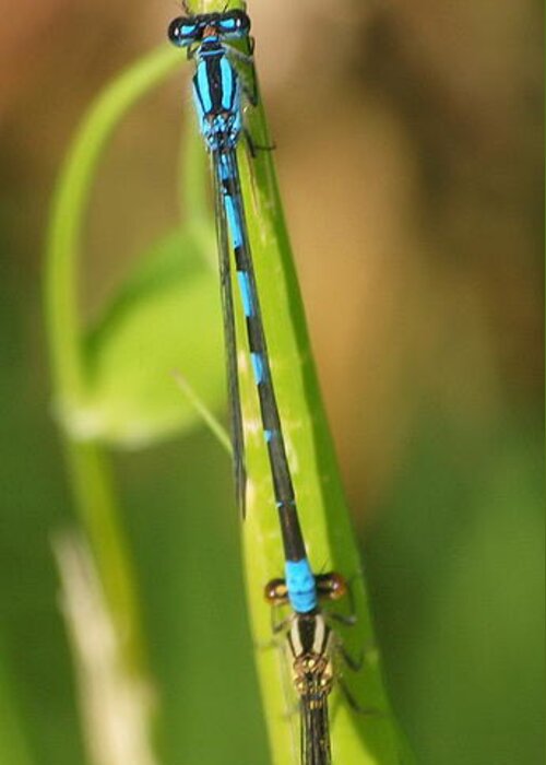Dragonfly Greeting Card featuring the photograph Dragonfly 15 by Vivian Martin