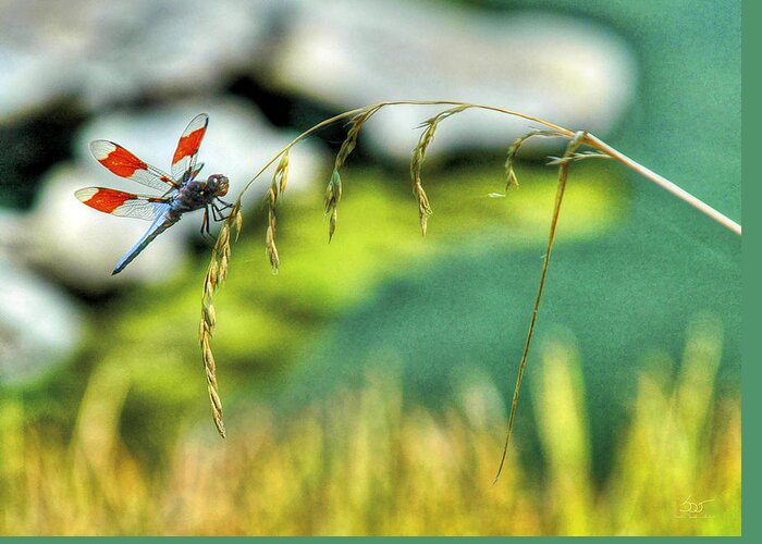 Bird Greeting Card featuring the photograph Dragonfly 3 by Sam Davis Johnson