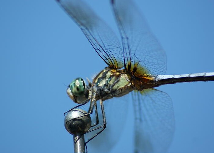 Flowers Greeting Card featuring the photograph Dragonfly 5 by Maria Wall