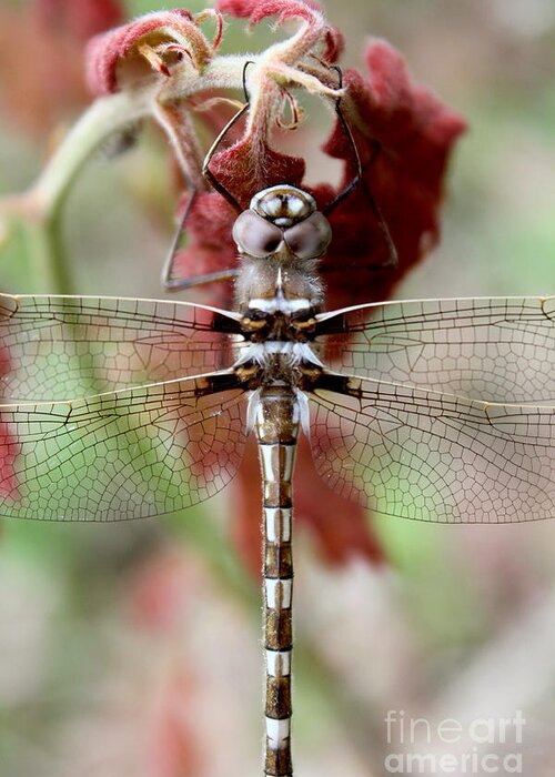 Dragonfly Greeting Card featuring the photograph Stream Cruiser Dragonfly by Adam Long