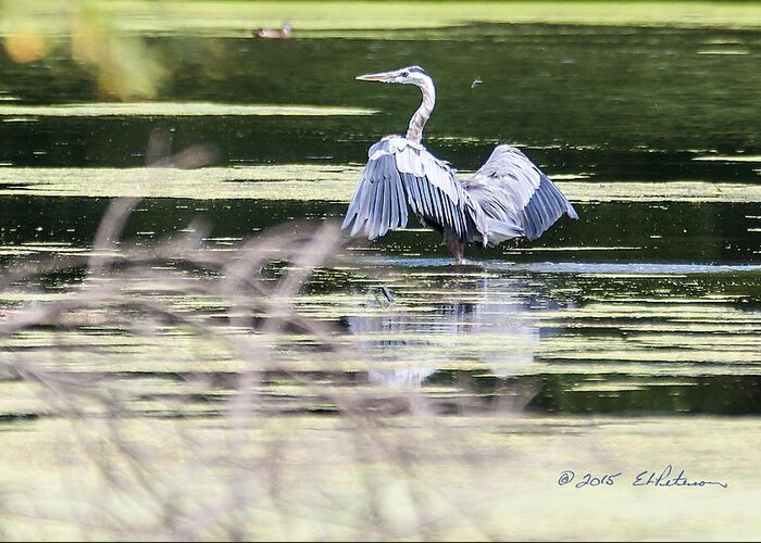 Great Blue Heron Greeting Card featuring the photograph Dragonfly And Great Blue Heron by Ed Peterson