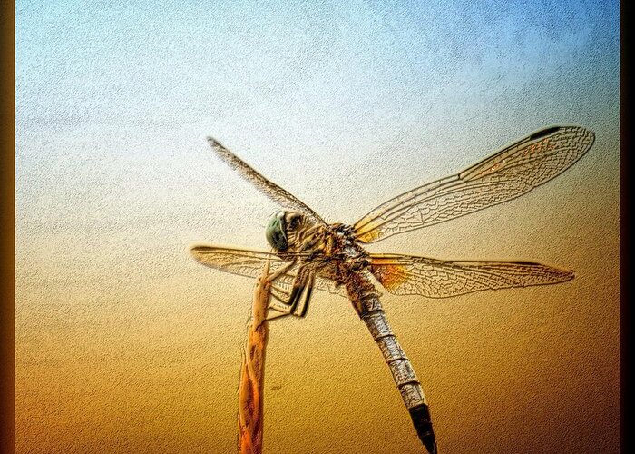 Dragonfly Art 15-01 Greeting Card featuring the photograph Dragonfly Art 15-01 by Maria Urso