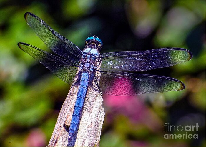 Nature Greeting Card featuring the photograph Dragonfly by DB Hayes