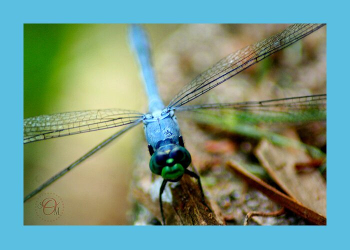 Dragonfly Greeting Card featuring the photograph Dragonfly Closeup by Shelley Overton