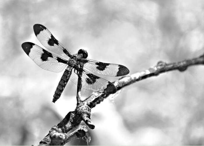 Black And White Greeting Card featuring the photograph Dragonfly Dreams by Elizabeth Budd