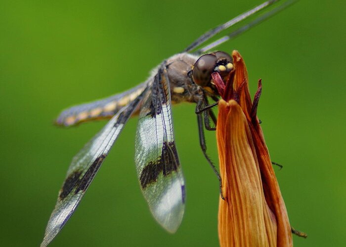 Dragonfly Greeting Card featuring the photograph Dragonfly Portrait 2 by Ben Upham III