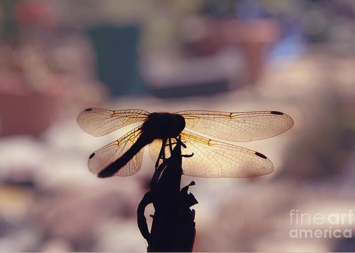 Dragonfly Greeting Card featuring the photograph Dragonfly Silhouette by Cindy Garber Iverson