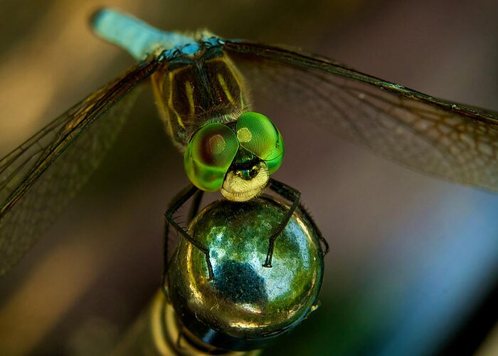 Dragonfly Greeting Card featuring the photograph Dragonfly by William Jobes