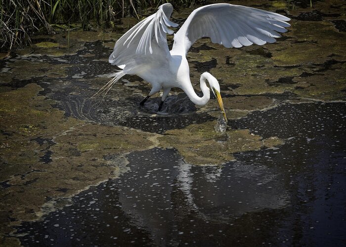 Egret Greeting Card featuring the photograph Drama Queen by David Kay