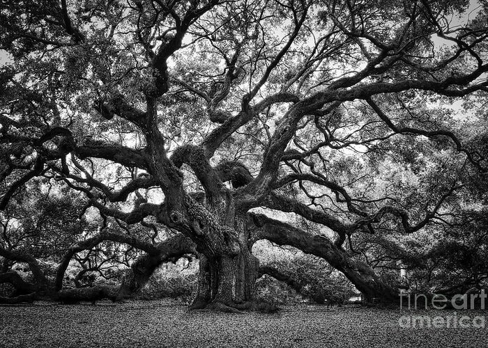 Angel Oak Greeting Card featuring the photograph Dramatic Angel Oak in Black and White by Carol Groenen