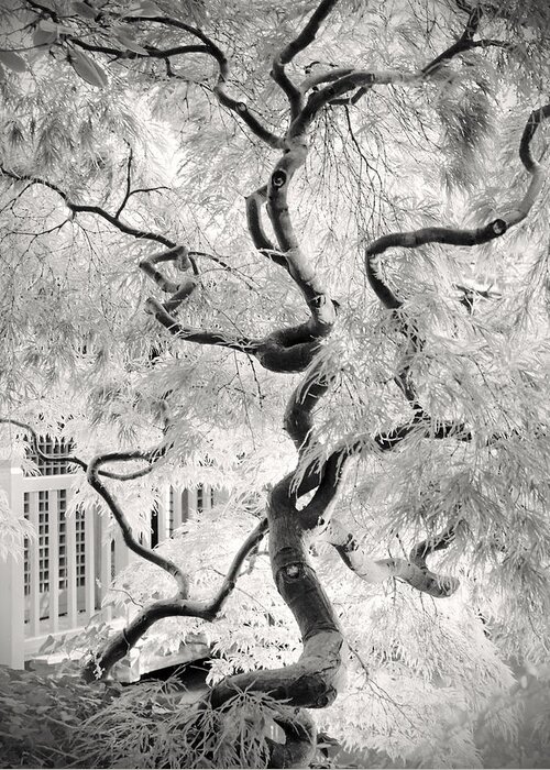 Bw Greeting Card featuring the photograph Dream Tree by Dorit Fuhg