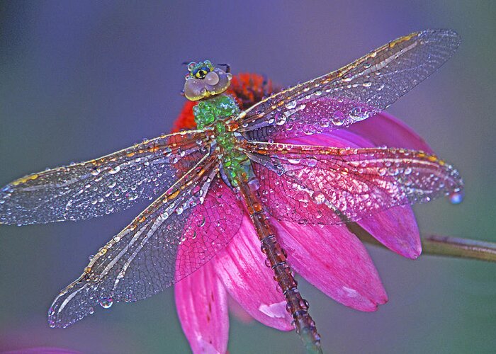 Dew Covered Dragonfly Rests On Purple Cone Flower Greeting Card featuring the photograph Dreaming Dragon by Bill Morgenstern