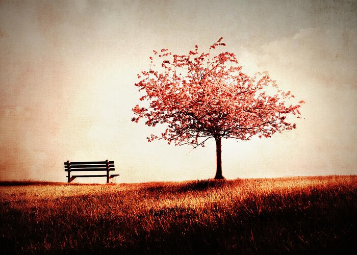 Park Bench Greeting Card featuring the photograph Dreaming of Spring by Julie Hamilton