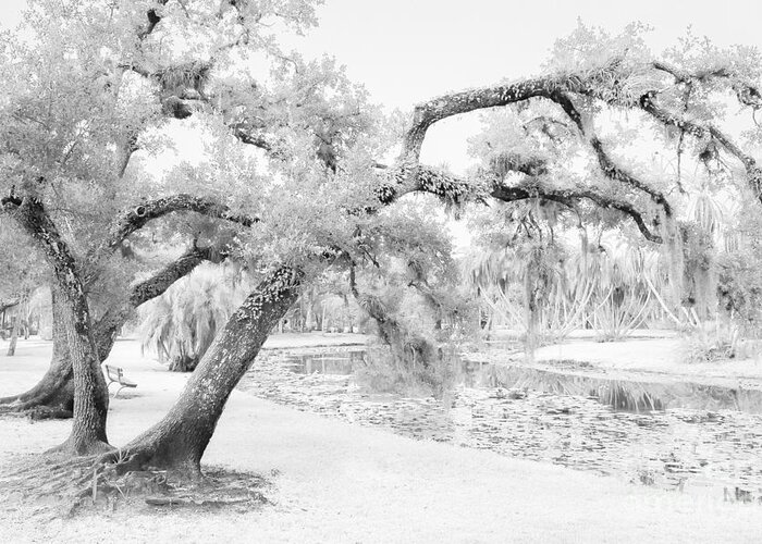 Live Oak Trees Greeting Card featuring the photograph Dreams Without Color by Liesl Walsh