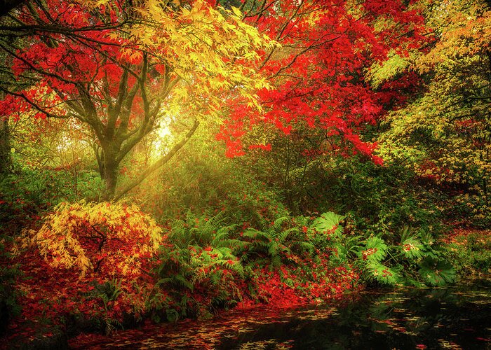 Arboretum Greeting Card featuring the photograph Dreamy Autumn by Mihai Andritoiu
