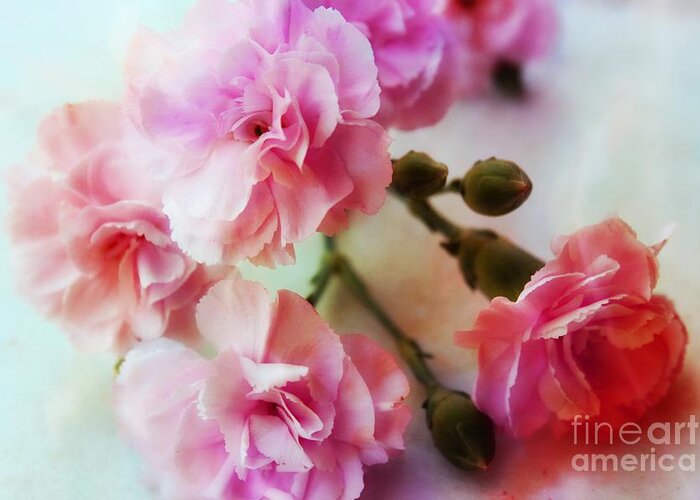 Pink Carnations Greeting Card featuring the photograph Dreamy Carnations by Clare Bevan