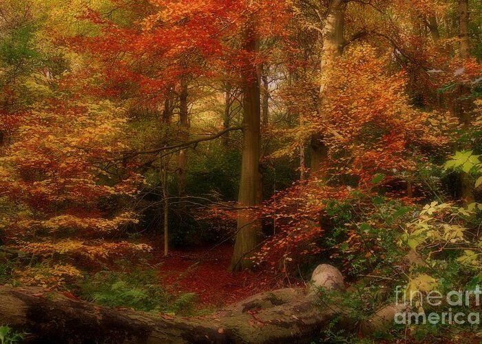 Autumn Leaves Greeting Card featuring the photograph Dreamy Forest Glade in Fall by Martyn Arnold