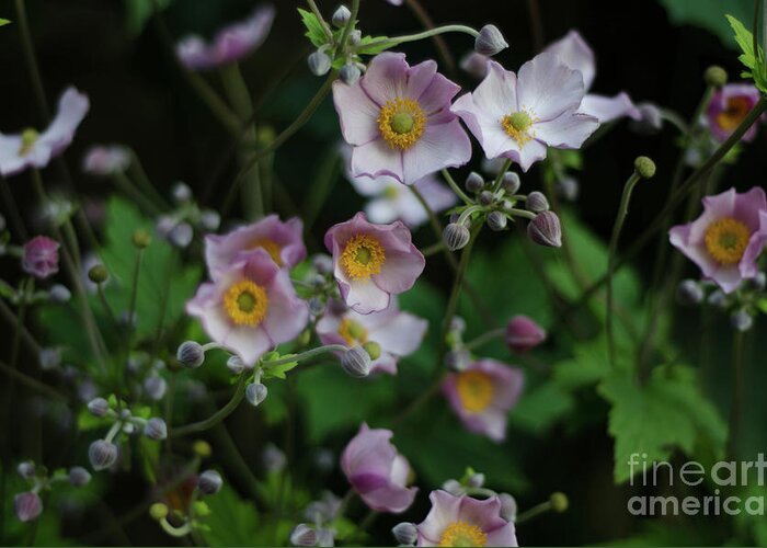 Dreamy Greeting Card featuring the photograph Dreamy Japanese Anemone by Perry Rodriguez
