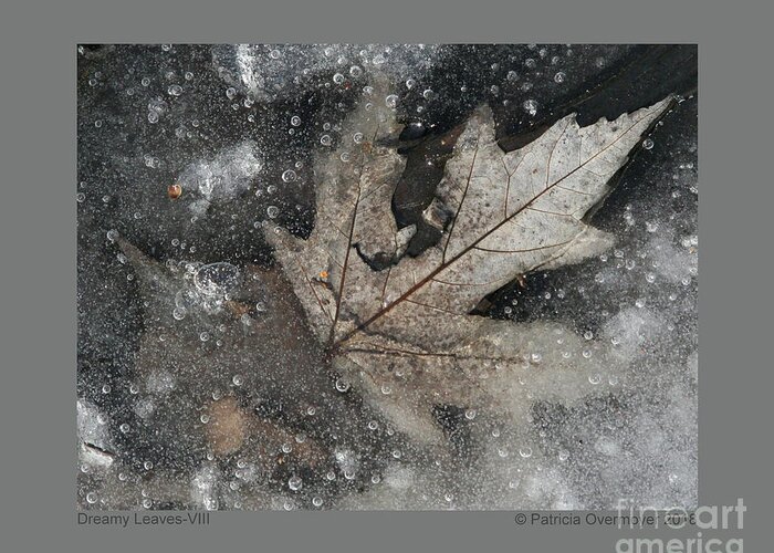 Leaf Greeting Card featuring the photograph Dreamy Leaves-VIII by Patricia Overmoyer
